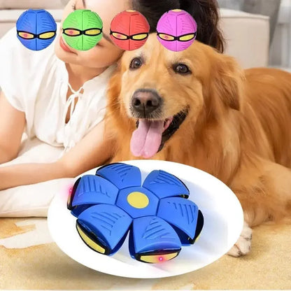 Canine Saucer Ball